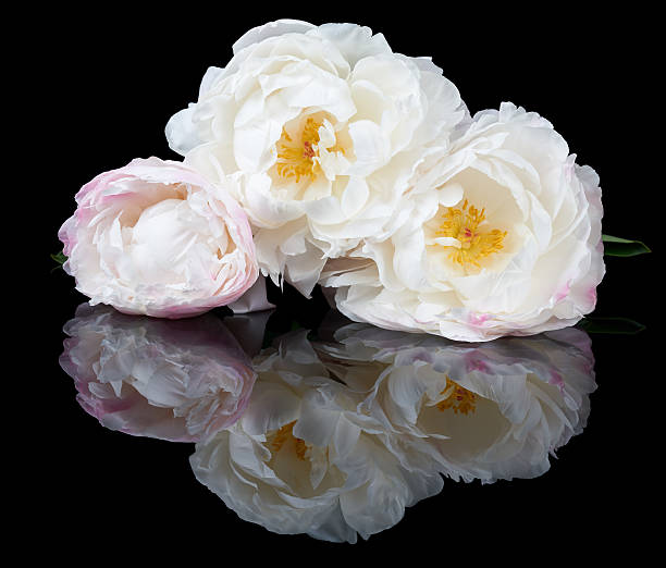 Branco e Rosa peonies - fotografia de stock