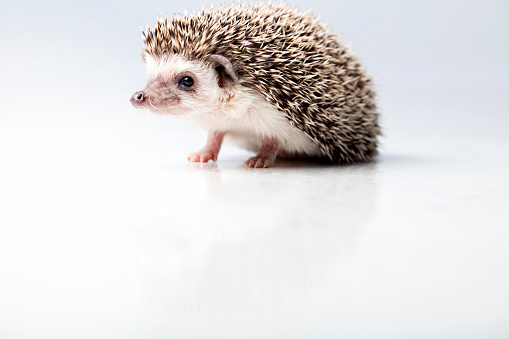 The four-toed hedgehog (Atelerix albiventris), or African pygmy hedgehog, is a species of hedgehog found throughout much of central and eastern Africa.