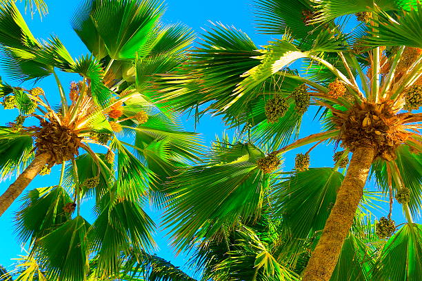 relaxe no paraíso tropical, sob árvores de palma de coco de sombra - africa south beach landscape imagens e fotografias de stock