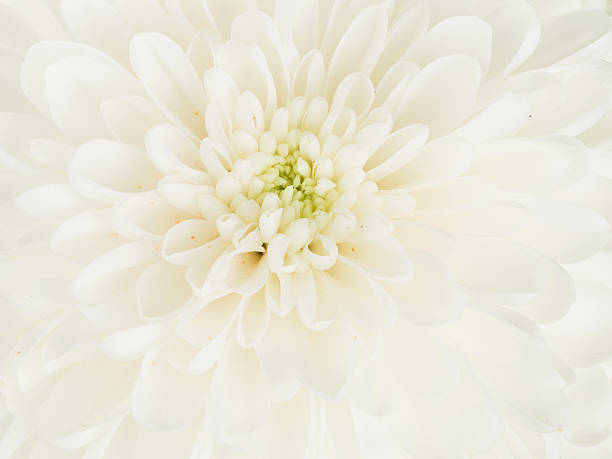 istock beautiful white dahlia flower center 537804322