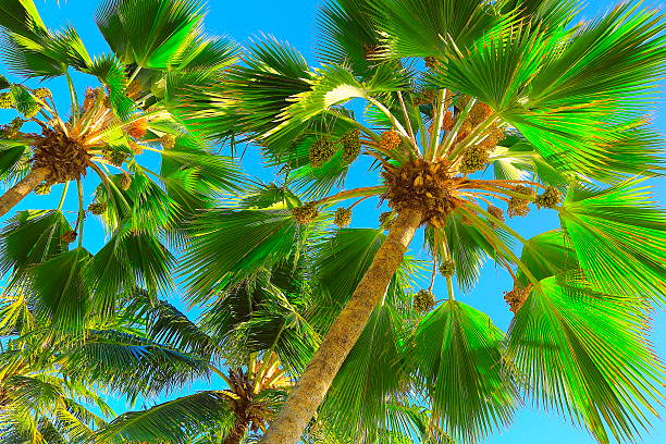 istock Relax in Tropical paradise, Just below coconut palm trees shadow 537804572