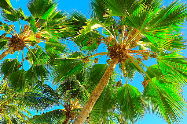 relaxe em um paraíso tropical, logo abaixo sombra de palmeiras - africa south beach landscape - fotografias e filmes do acervo