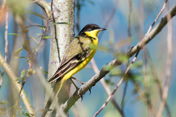 istock Black-headed Wagtail (Motacilla feldegg, Motacilla flava feldegg 537805106