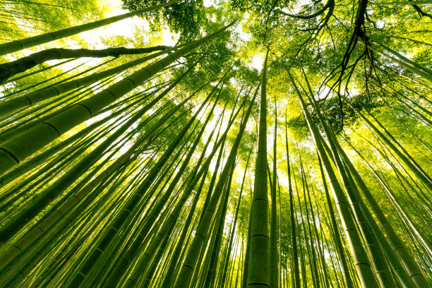 istock Arashiyama Bamboo Forest, Kyoto, Japan 537805154