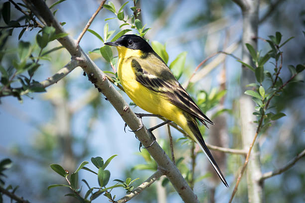 istock Black-headed Wagtail (Motacilla feldegg, Motacilla flava feldegg 537805252