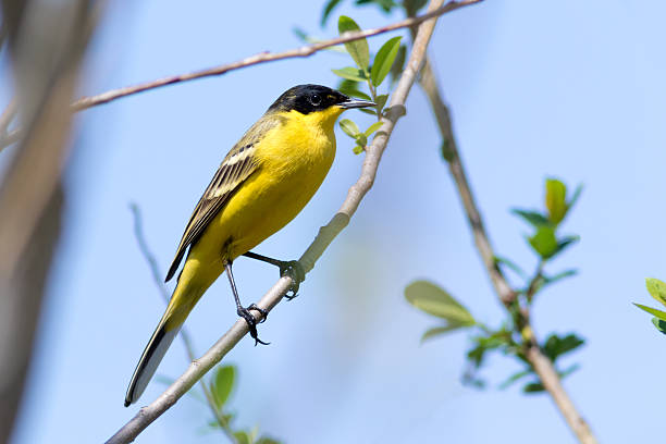 istock Black-headed Wagtail (Motacilla feldegg, Motacilla flava feldegg 537805362