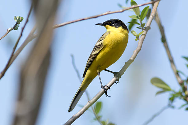istock Black-headed Wagtail (Motacilla feldegg, Motacilla flava feldegg 537805384