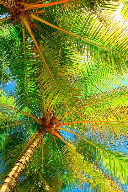 relaxe no paraíso tropical, sob árvores de palma de coco de sombra - africa south beach landscape imagens e fotografias de stock