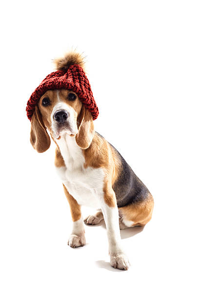 istock Pretty beagle dog has humorous headwear 537805950