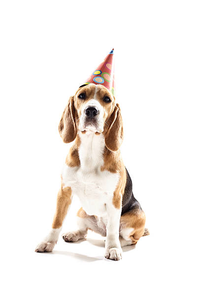 istock Pretty puppy is celebrating his birthday 537806208