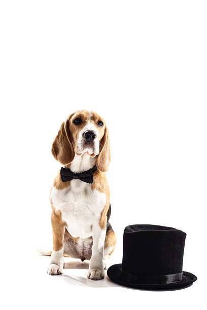 istock Pretty puppy with a gentleman cap 537806390