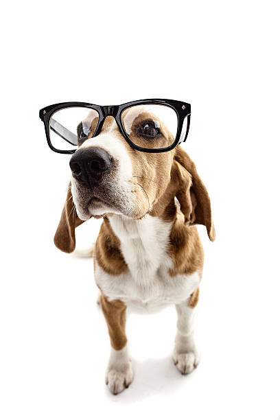 istock Cute clever puppy with large glasses 537806984