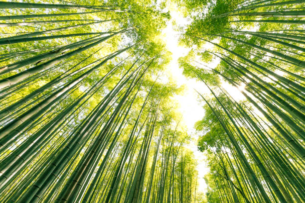 istock Arashiyama Bamboo Forest, Kyoto, Japan 537808146