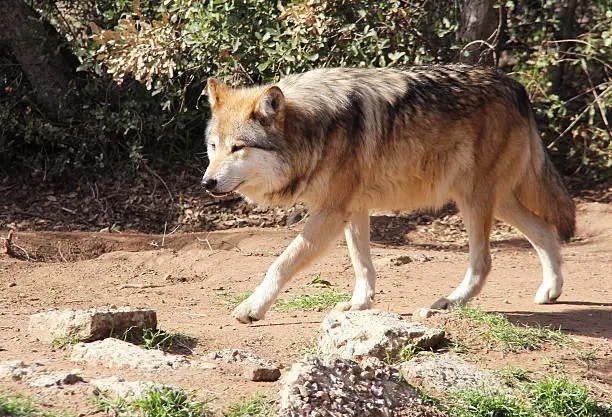 A very rare and endangered Mexican Gray wolf.  These are among the most endangered animals on the planet.