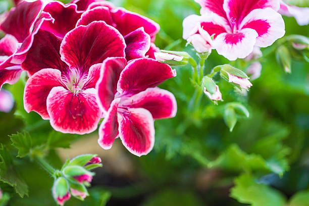 Bordeaux geranium flower isolated from others on green foliage b stock photo