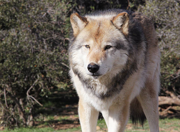 istock Adult Male Gray Wolf 537809354