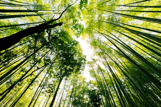 Arashiyama (嵐山 Storm Mountain) is a famous district outskirts of Kyoto, Japan. Very famous among the locals and tourists for its Path to Bamboo Forest.