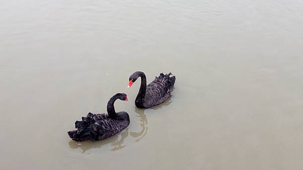 istock black ducks swimming in pond 537809852