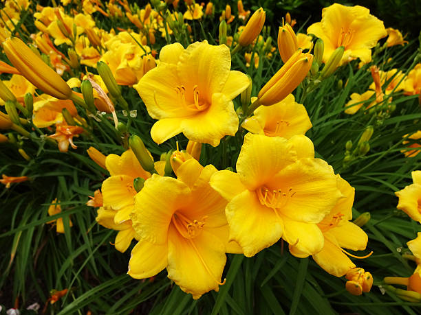 Pretty Yellow Day Lily Flowers Photo of yellow day lily flowers in a spring garden during early june. day lily stock pictures, royalty-free photos & images
