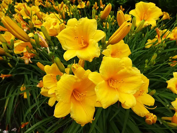 Photo of yellow day lily flowers in a spring garden during early june.