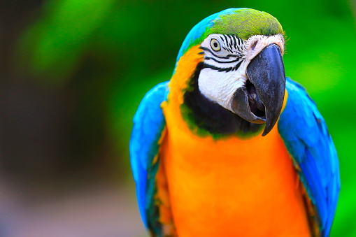 Blue and Yellow macaw tropical BIRD, brazilian rio rainforest