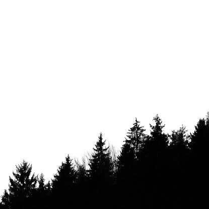 Silhouette of forest, black and white pine tree forest isolated on white square background, full frame square composition with copy space