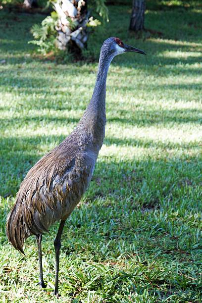 istock Full length standing Florida Sandhill Crane 537813770