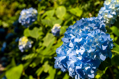 Closeup beautiful pink Hydrangea flower, background with copy space, full frame horizontal composition