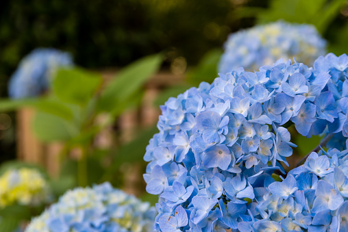 Hydrangea flower in the garden of Kamakura, Japan