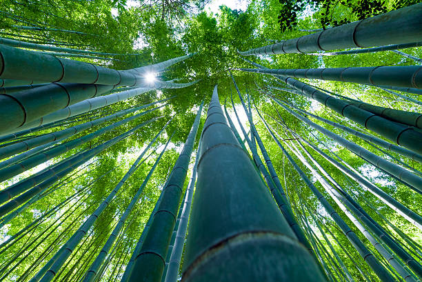 istock Bamboo grove, bamboo forest at Kamakura, Kanagawa, Japan 537814038
