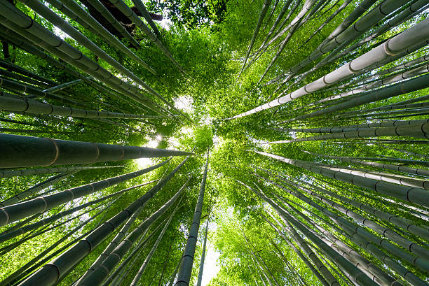 istock Bamboo grove, bamboo forest at Kamakura, Kanagawa, Japan 537814462