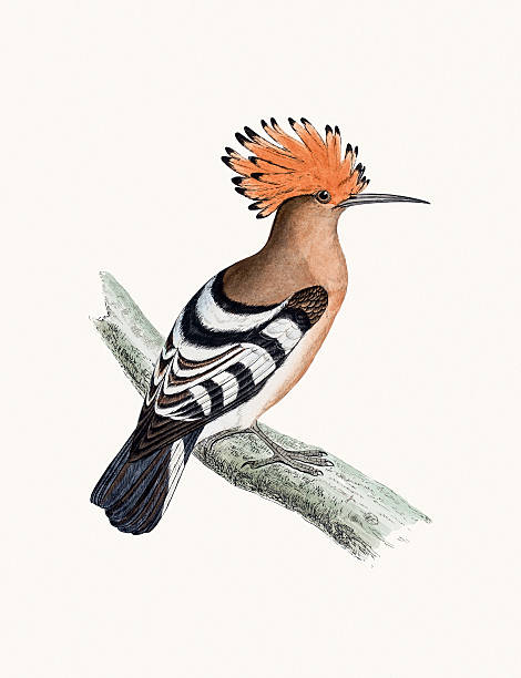 Hoopoe bird A photograph of an original hand-colored engraving from The History of British Birds by Morris published in 1853-1891. charadriiformes stock illustrations