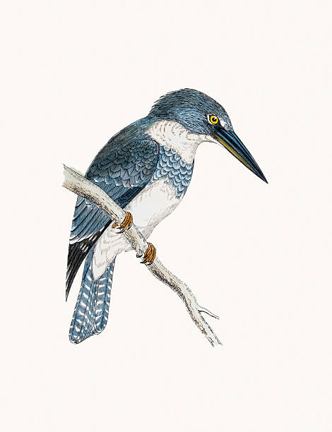 Belted kingfisher bird A photograph of an original hand-colored engraving from The History of British Birds by Morris published in 1853-1891. pics of belted kingfisher stock illustrations