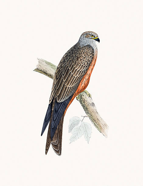 Black kite bird of prey A photograph of an original hand-colored engraving from The History of British Birds by Morris published in 1853-1891. milvus migrans stock illustrations