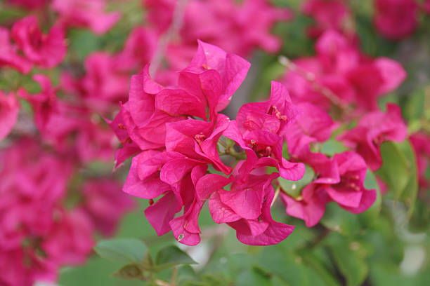 istock bougainvillea natural beautiful selective focus 537816160
