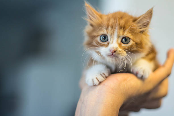 little kitten in human arms stock photo
