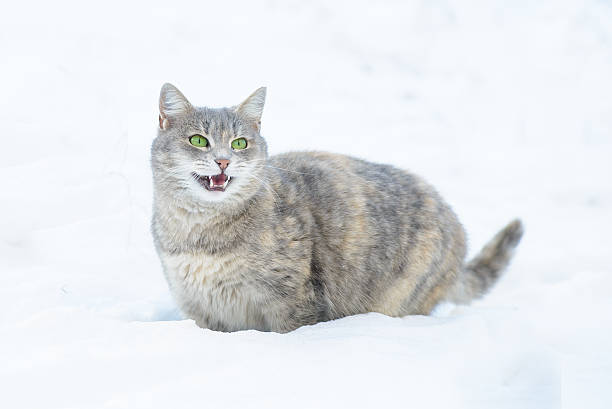 istock Cat Walks in the Snow 537817243