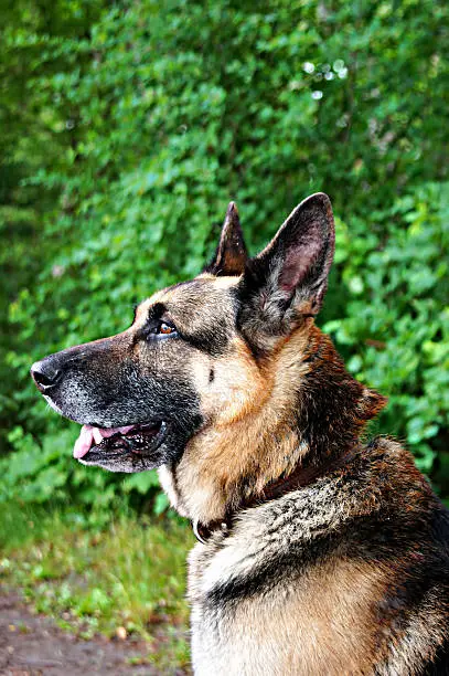 German shepherd dog and was also formerly known as Alsatian Wolf Dog in Britain.