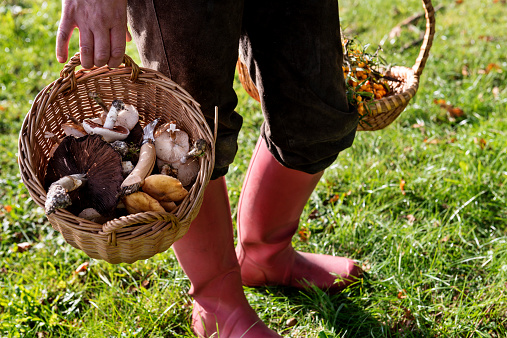 Food forager with her haul of foraged food in her baskets. Including field mushrooms,honey mushrooms,berries and nuts.Food foraging has become popular in recent years as chefs have turned to foraged food to produce local and seasonal menu's. Photographed in Denmark.