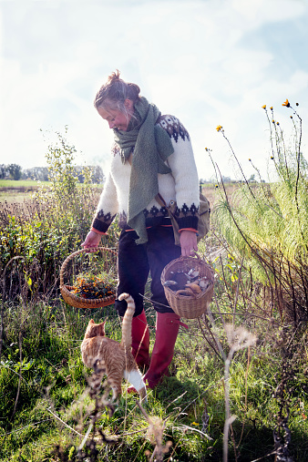 Food forager with her haul of foraged food in her baskets. Including field mushrooms,honey mushrooms,berries and nuts.Food foraging has become popular in recent years as chefs have turned to foraged food to produce local and seasonal menu's. Photographed in Denmark.