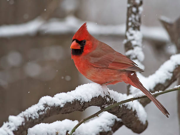 istock Male Northern Cardinal in Tree with Snow 537818840