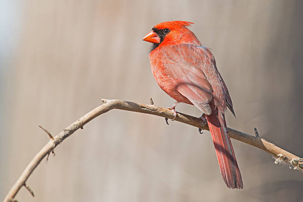 istock Male Northern Cardinal in Tree 537818962