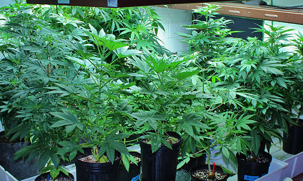 Marijuana Mother Plants Growing With T5 Lights stock photo
