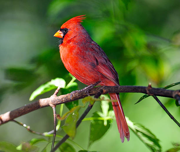 istock Male Northern Cardinal in Tree 537819106