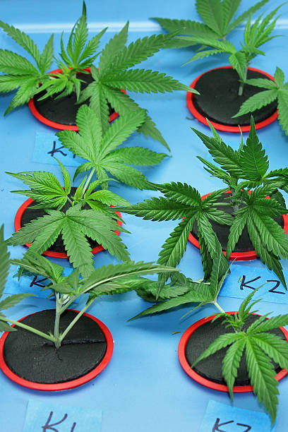 Marijuana Clones stock photo