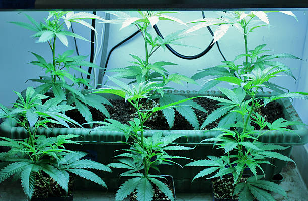Freshly Planted Marijuana Clones stock photo