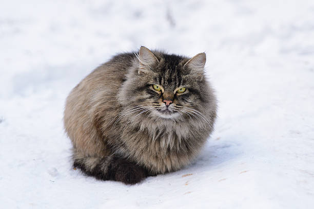 istock Portrait of a Tabby Cat 537819481