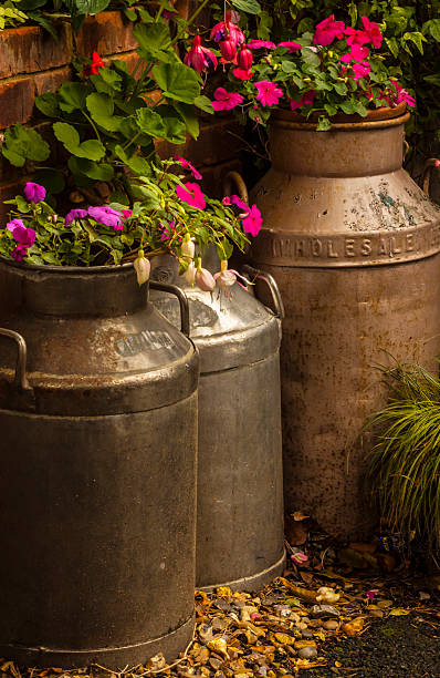 istock Flowers in old milk churns 537819611