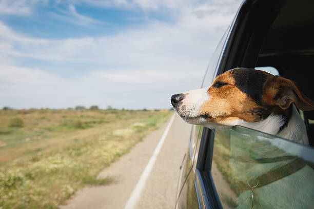 istock the dog rides in the car 537819928