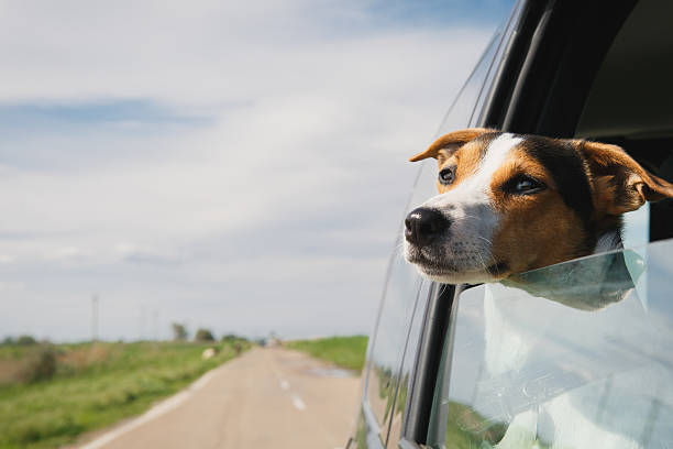 istock the dog rides in the car 537820032